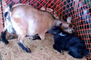 baby_goat